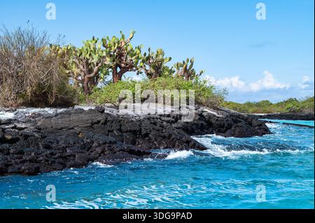 Arbres de cactus sur les rochers de lave le long de la côte de l'île Floreana, Galapagos Banque D'Images