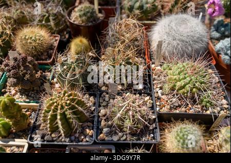 Gros plan de différentes espèces de cactus présentant Astrophytum et Mammillaria. Concept de sélection végétale professionnelle, variété horticole et exotique Banque D'Images