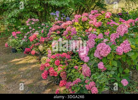 Les fleurs d'Hydrangea colorées sont des buissons à Landschloss Zuschendorf, en Saxe, en Allemagne Banque D'Images