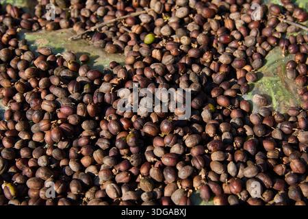 Prise de vue plein cadre de grains de café séchés en extérieur sur le terrain Banque D'Images