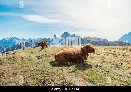 Les vaches des Highlands paissent paisiblement sur une crête montagneuse herbeuse Banque D'Images