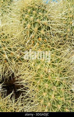 Gros plan extrême des aiguilles de cactus montrant une texture désertique pointue Banque D'Images