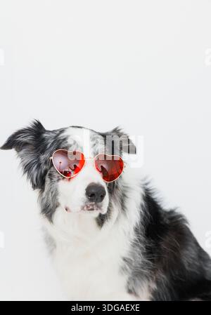 Bordure Collie portant des lunettes de soleil en forme de coeur mode de vie shot Banque D'Images