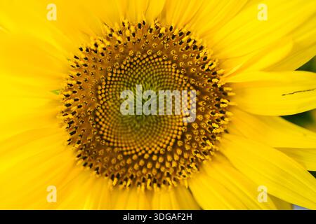 Macro gros plan du centre du tournesol jaune Banque D'Images