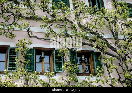 Hallstatt Autriche. Belle façade de maison européenne avec des volets verts muraux roses et des branches d'arbres en fleurs. Architecture traditionnelle avec vent en bois Banque D'Images