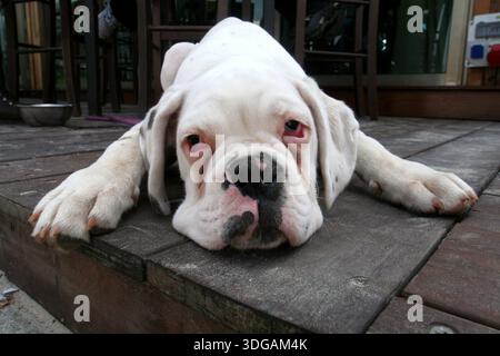 Chiot bouledogue blanc mignon couché à plat sur une terrasse en bois, l'air fatigué et adorable, avec des yeux expressifs et des pattes tendues vers l'avant dans une pose détendue Banque D'Images