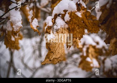 Feuilles brunes sèches suspendues sur la branche d'arbre en saison d'hiver Banque D'Images