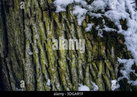 Texture d'écorce d'arbre recouverte de mousse avec rainures profondes naturelles Banque D'Images
