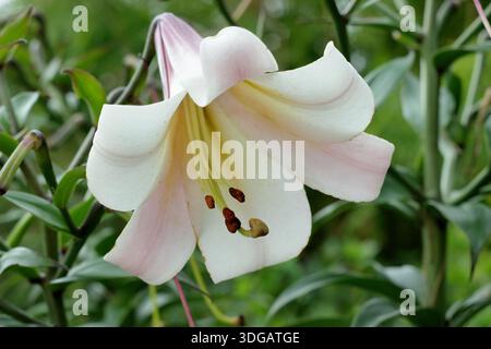 Lilium sargentiae. Sargent's Lily portant des fleurs blanches parfumées en forme d'entonnoir avec des gorges jaunes au milieu de l'été. Lys chinois Banque D'Images