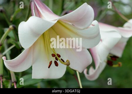 Lilium sargentiae. Sargent's Lily portant des fleurs blanches parfumées en forme d'entonnoir avec des gorges jaunes au milieu de l'été. Lys chinois Banque D'Images