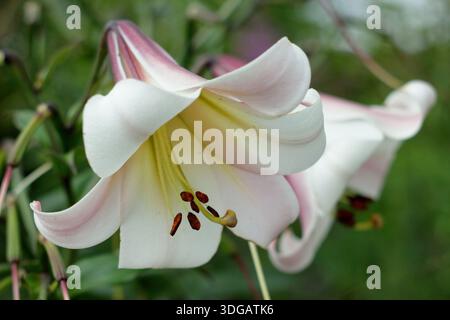 Lilium sargentiae. Sargent's Lily portant des fleurs blanches parfumées en forme d'entonnoir avec des gorges jaunes au milieu de l'été. Lys chinois Banque D'Images