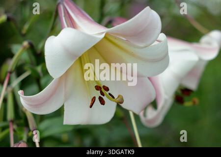 Lilium sargentiae. Sargent's Lily portant des fleurs blanches parfumées en forme d'entonnoir avec des gorges jaunes au milieu de l'été. Lys chinois Banque D'Images