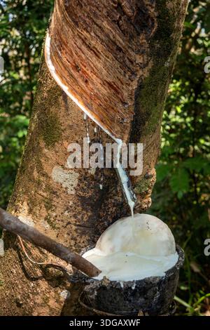 Thaïlande, Koh Mak, agriculture, plantation de caoutchouc, latex goutte à goutte dans le pot de collecte Banque D'Images