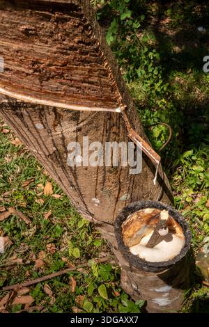 Thaïlande, Koh Mak, agriculture, plantation de caoutchouc, latex goutte à goutte dans le pot de collecte Banque D'Images