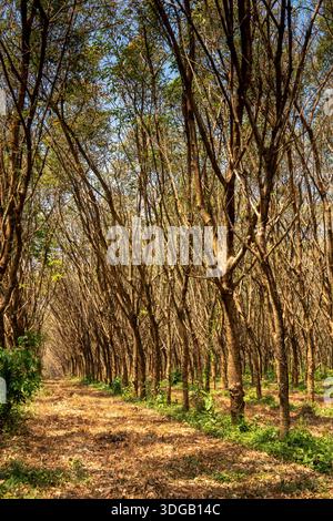 Thaïlande, Koh Mak, lignes d'arbres de plantation de caoutchouc à l'intérieur des terres Banque D'Images