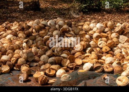 Thaïlande, Koh Mak, Plantation de caoutchouc, boules de latex collectées prêtes pour le traitement Banque D'Images