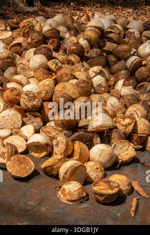 Thaïlande, Koh Mak, Plantation de caoutchouc, boules de latex collectées prêtes pour le traitement Banque D'Images