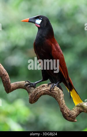 Un oiseau Montezuma oropendola est perché sur une branche torsadée au Costa Rica Banque D'Images