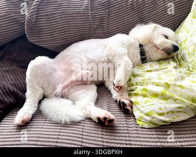 Un petit chien cavapoo blanc, endormi sur le dos sur un canapé Banque D'Images