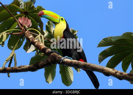 toucan à bec de quille perché sur un arbre contre un ciel bleu vif Banque D'Images