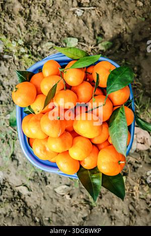 Vue de dessus d'un seau bleu rempli de mandarines fraîchement cueillies et de feuilles vertes, placé sur le sol du jardin. Une scène vibrante et naturelle d'agrumes biologiques Banque D'Images