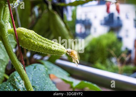Gros plan d'un jeune fruit de concombre blanc avec une texture épaisse et une pointe de fleur séchée, poussant sur une vigne dans un jardin de balcon. SOF Focus Banque D'Images