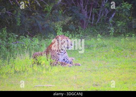 Léopard (Panthera pardus) reposant sur une branche d'arbre à l'état sauvage, réserve nationale de Kumana, Sri Lanka. Banque D'Images