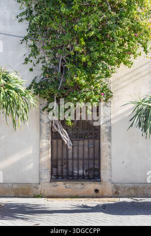Vue sur une végétation luxuriante s'élevant sur une vieille fenêtre en métal dans un mur baigné de soleil projetant des ombres, un contraste vibrant avec la pierre, Ortigia Banque D'Images