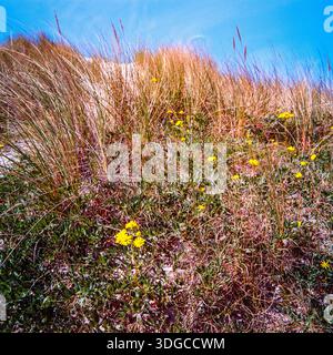 Herbe sur dune de sable, Danemark Banque D'Images