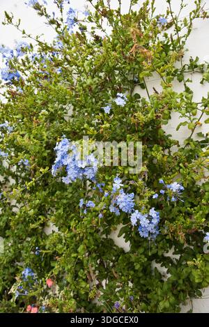 Menthe du Cap (Plumbago auriculata) Banque D'Images