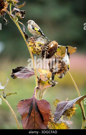 Deux palourdes européennes perchées sur un tournesol séché, se nourrissant de graines dans un jardin d'automne naturel. Banque D'Images