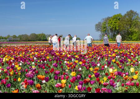 Les visiteurs se promènent dans un jardin coloré de cueillette de tulipes à Marknesse, aux pays-Bas, au printemps le 28 avril 2025. Banque D'Images