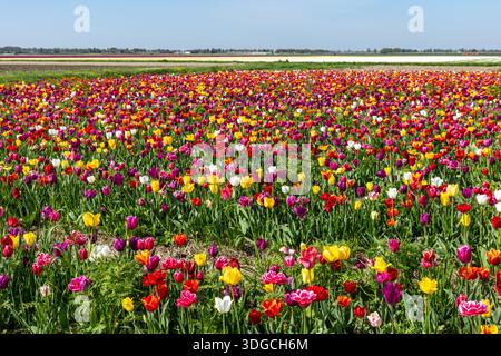 Large champ de tulipes colorées en pleine floraison, représentant l'horticulture printanière, les fleurs saisonnières et la culture de fleurs ornementales à grande échelle. Banque D'Images