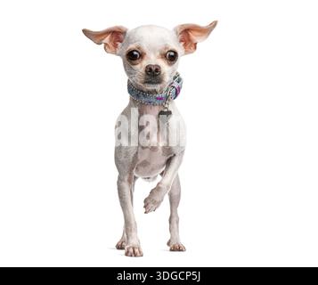 Chihuahua portant un collier coloré avec une étiquette d'identification de coeur marchant sur un fond blanc Banque D'Images