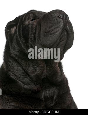 Chien Black Shar pei regardant vers le haut, présentant des rides caractéristiques et des caractéristiques de race uniques Banque D'Images
