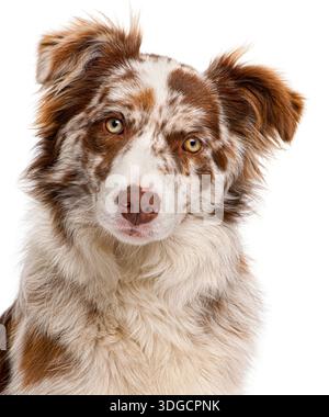 Chiot berger australien avec pelage rouge merle et yeux attentifs regardant droit Banque D'Images