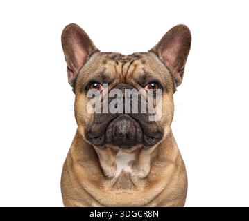 Portrait de chien bouledogue français, avec un manteau brun et une expression grincheuse sur fond blanc Banque D'Images