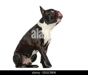 Bouledogue français assis, levant les yeux, léchant ses lèvres, anticipant la nourriture Banque D'Images