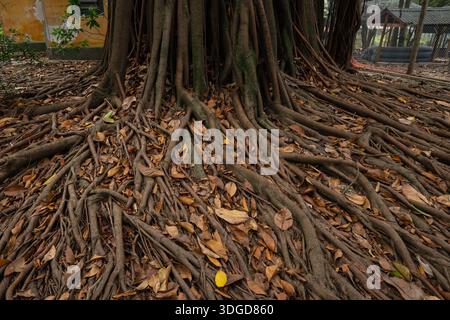 Vue rapprochée des racines aériennes d'un figuier tropical (Ficus elastica) poussant le long de la surface du sol. Banque D'Images