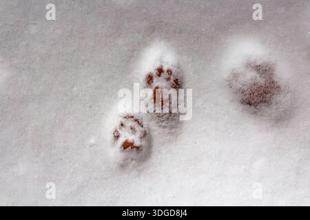 Imprimé patte de chat sur la neige. une paire de pattes de chat imprimées dans la neige Banque D'Images
