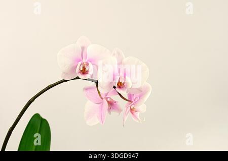 Fleurs d'orchidée phalaenopsis rose délicates avec tige et feuilles sur fond beige clair, fleur tropicale élégante, arrangement floral minimaliste pour lu Banque D'Images