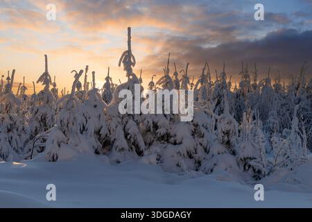 Beau paysage d'hiver avec des arbres couverts de neige contre un ciel lumineux Banque D'Images
