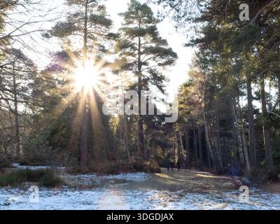 Promenade hivernale en famille dans la campagne du Kent, avec un soleil bas dans le ciel à travers les arbres. Banque D'Images