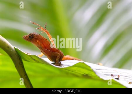 Many-scaled Anole mâle stretch après avoir affiché en gonflant sa rosée jaune. OSA Penninsular, Costa Rica. Banque D'Images