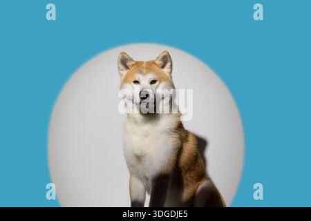 Chien Husky sur un fond propre, gros plan, Banque D'Images