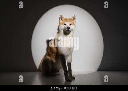 Chien Husky sur un fond propre, gros plan, Banque D'Images