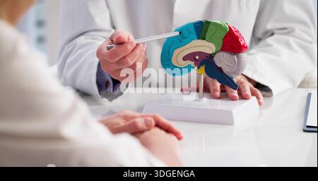 Le médecin neurologue tient le modèle cérébral, explique le diagnostic au patient Banque D'Images
