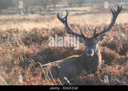 Cerf à Richmond Park, Londres Royaume-Uni. 27 décembre 2025 Banque D'Images