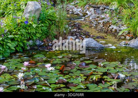 Un étang de jardin tranquille avec des nénuphars, des nénuphars et une végétation luxuriante reflétant dans l'eau claire et paisible. Banque D'Images