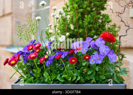 Arrangement coloré de fleurs de printemps avec des pansies bleues et des marguerites rouges dans une jardinière. Affichage floral vibrant dans un jardin ou un parc urbain. Banque D'Images
